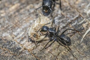 Mravi mogu biti učinkovitiji od pesticida?