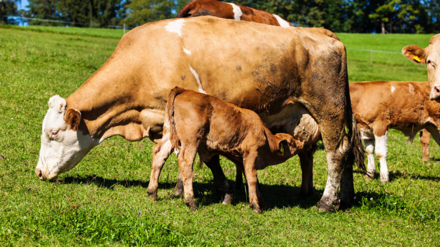 Šta Evropljani misle o dobrobiti životinja?