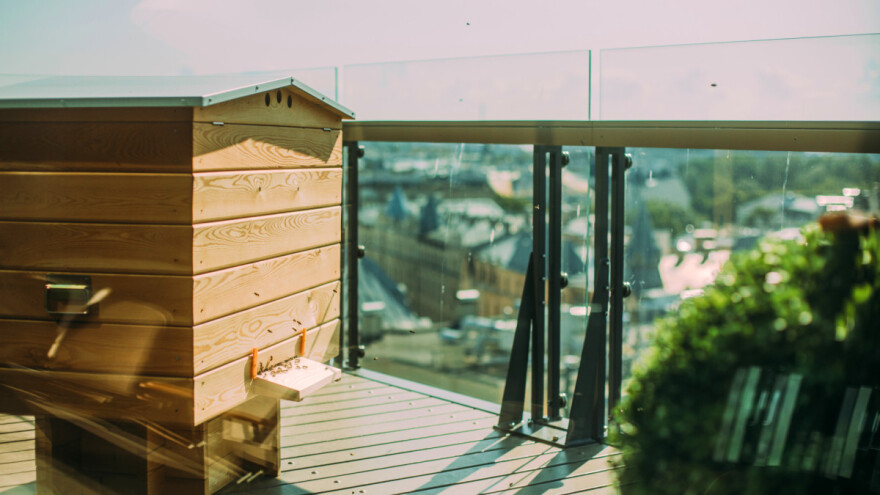 Košnice s 200 tisuća pčela postavljene na krovu studentskog doma