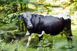Nestašna goveda: Krava Magi nedelju dana u begu, brazilski vo se spustio niz tobogan