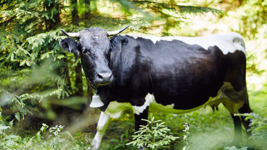 Nestašna goveda: Krava Maggy tjedan dana u bijegu, brazilski vol se spustio niz tobogan
