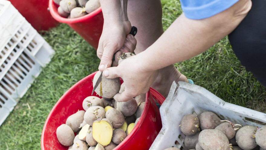Zašto rezati gomolje krumpira prije sadnje?