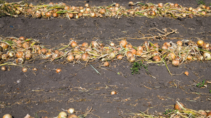 Što sijati i saditi nakon luka?