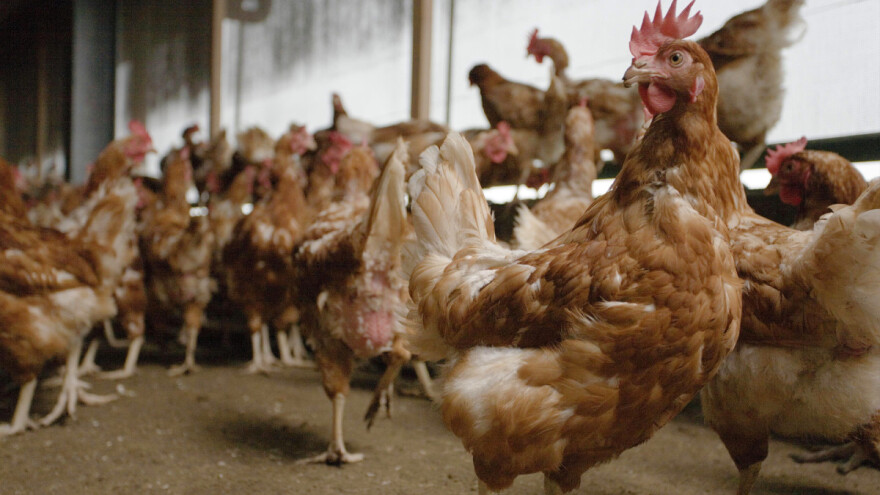 Složili se EU ministri: Uvodi se vakcina protiv ptičijeg gripa?