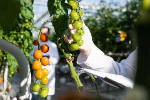 Produžene mjere protiv širenja virusa smeđe naboranosti ploda paradajza