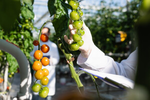 Produžene mjere protiv širenja virusa smeđe naboranosti ploda paradajza