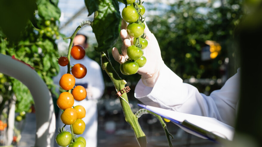 Produžene mjere protiv širenja virusa smeđe naboranosti ploda paradajza
