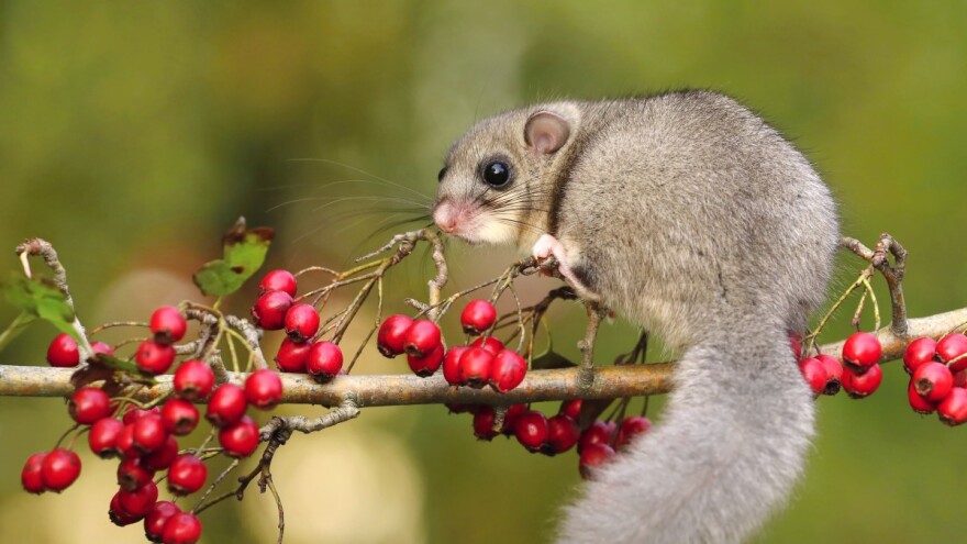 Puhovi biraju tavane da prespavaju zimski san