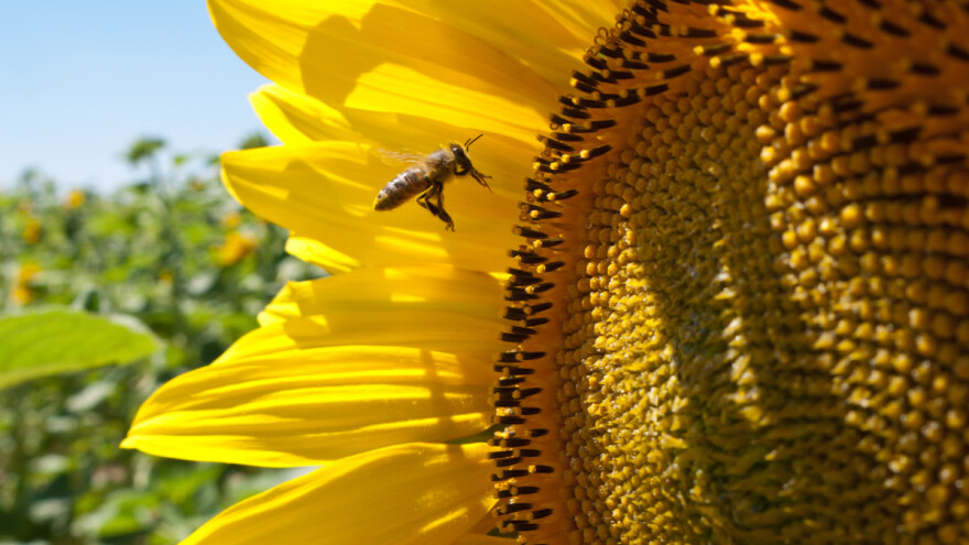Potpuna zabrana sintetičkih pesticida dolazi na dnevni red u EU?