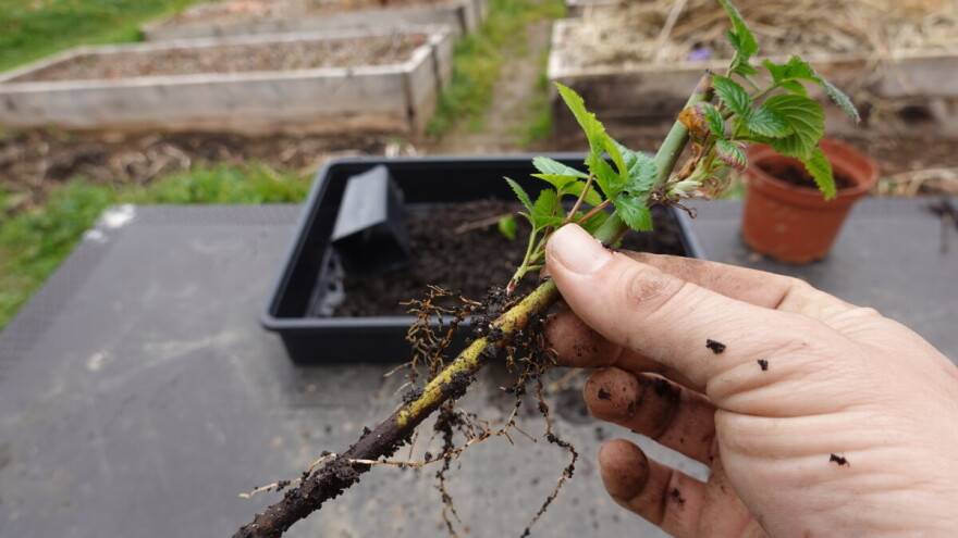 Sedam saveta o sadnji kupine - razdvajanjem grma i reznicama
