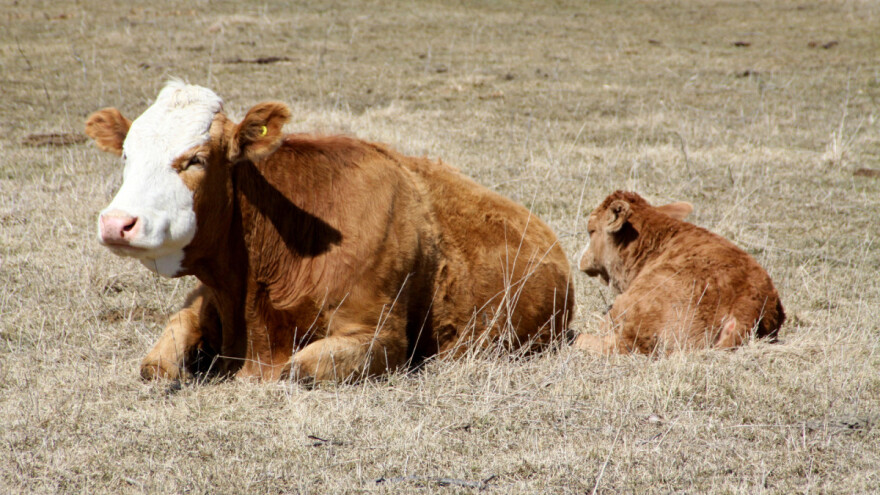 Suša u Crnoj Gori: Zbog nedostatka hrane, stoku će morati slati u klaonice