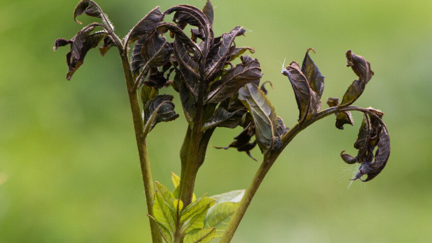 Uništavanju domaćeg jasena preti neupadljiva gljivica