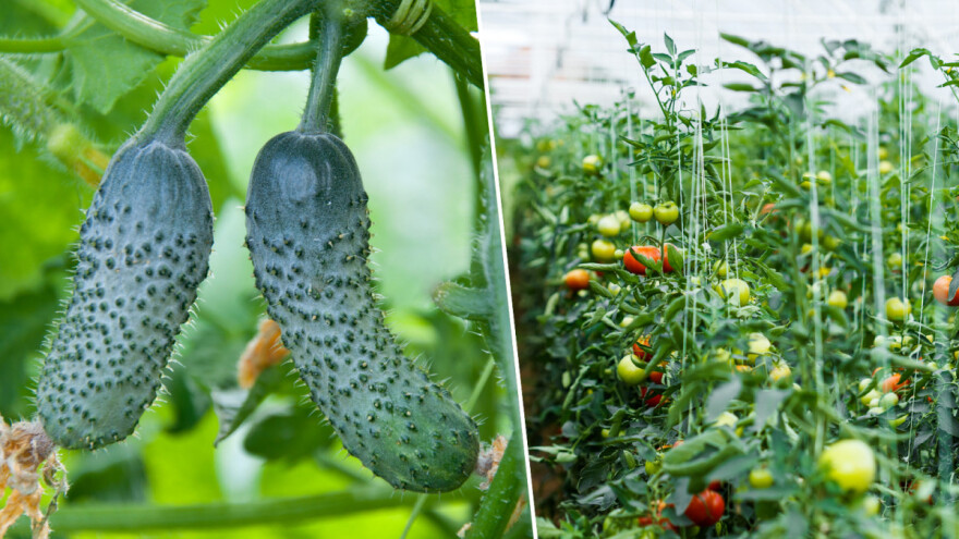 Kako uzgajati rajčicu i krastavac u istom plasteniku?