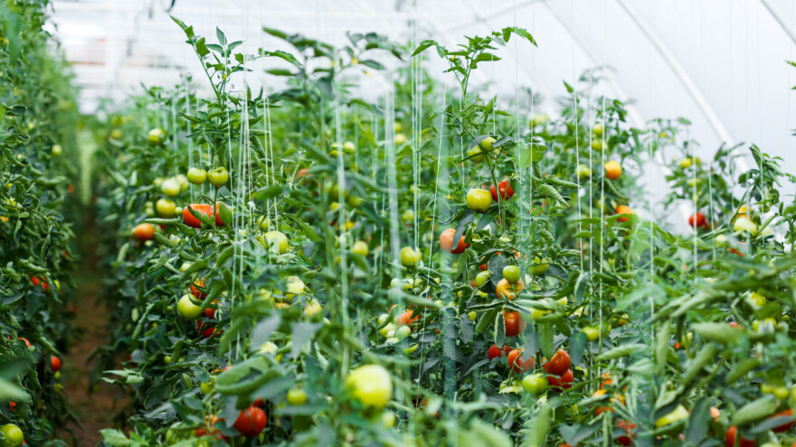 Brojne su prednosti korišćenja biostimulatora - kako ih odabrati?