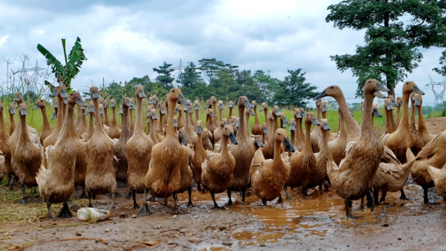 Spektakularni snimak jurnjave pataka poljem