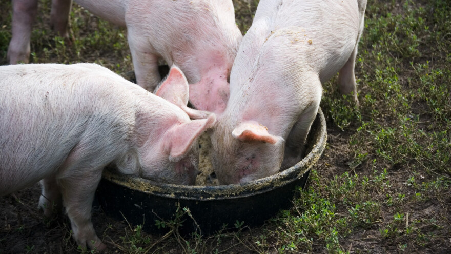 Kako se afrička svinjska kuga proširila svetom - hranom iz aviona?