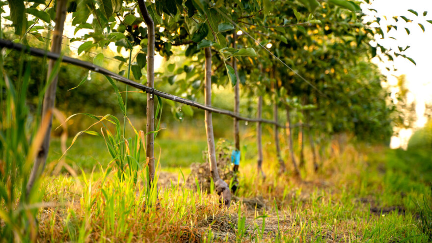 Navodnjavanje i fertirigacija neophodni za slabo bujne podloge - kako izbeći greške?