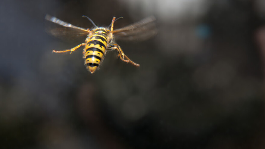 Evo kojih 7 biljaka prirodno odbijaju ose