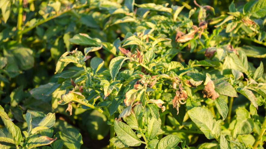 Plamenjača krompira je sve agresivnije oboljenje - koje su mere suzbijanja?