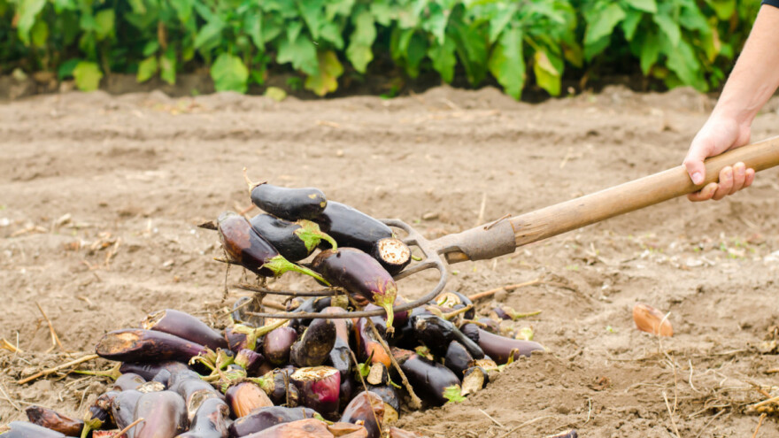 Pa ko još baca hranu u današnje vrijeme?