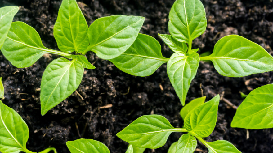 Humati smanjuju upotrebu mineralnih gnojiva i pesticida - kako se primjenjuju?