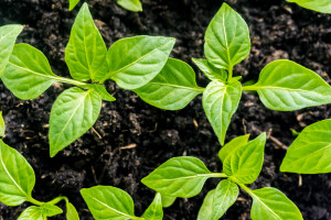 Humati smanjuju upotrebu mineralnih đubriva i pesticida - kako se primjenjuju?