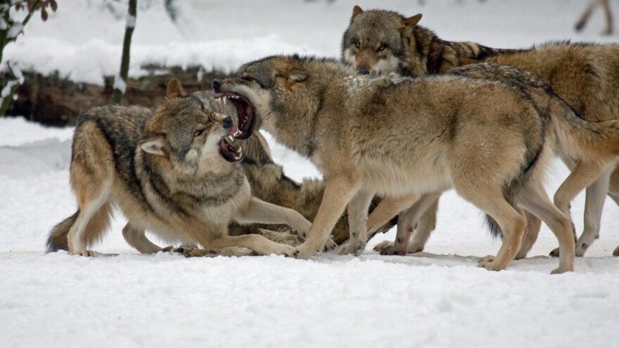 Ubijanje vukova je moguće prema Direktivi o staništima - poručuje Virginijus Sinkevičius