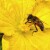Sedam razloga zašto su poljoprivrednicima potrebne pčele