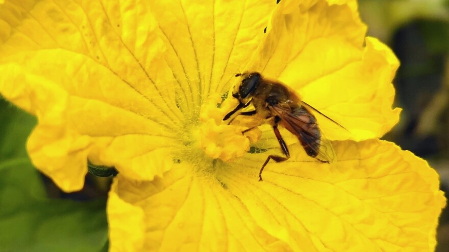 Sedam razloga zašto su poljoprivrednicima potrebne pčele