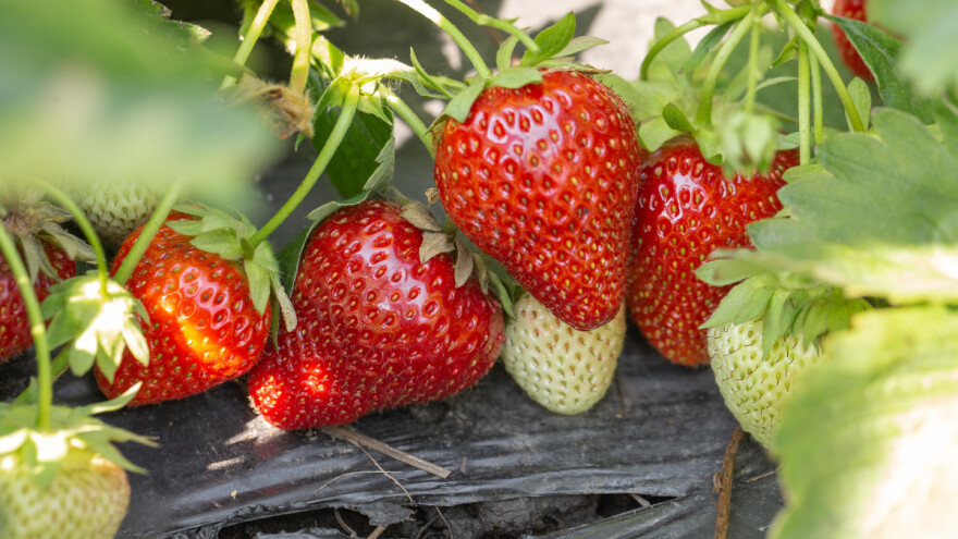 Ptice i puževi u napadu na jagode - kako sačuvati plodove?
