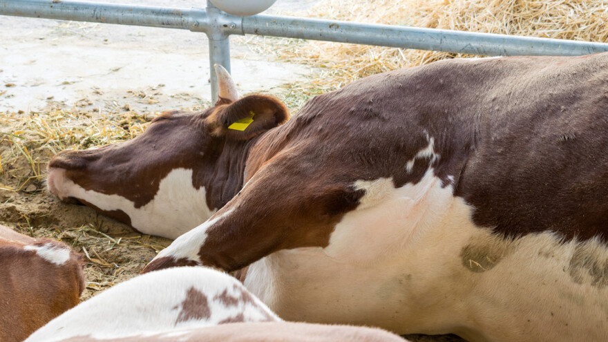 Oko 50.000 mliječnih krava u Ukrajini uginulo od gladi, žeđi, bolesti, granatiranja - bit će ih još