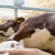 Oko 50.000 mliječnih krava u Ukrajini uginulo od gladi, žeđi, bolesti, granatiranja - bit će ih još