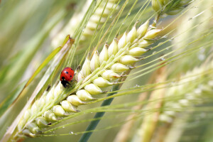 EU ubrzava autorizaciju biopesticida za zaštitu usjeva