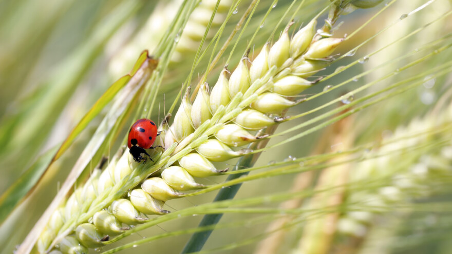 EU ubrzava autorizaciju biopesticida za zaštitu usjeva