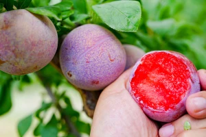 Šta su aprium i pluot? Kakav im je ukus?