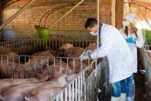 Vakcina protiv svinjske kuge na biljnoj bazi