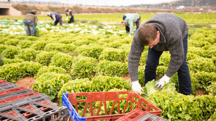 Rok se bliži, a države članice EU ne stignu izraditi svoje strateške planove ZPP-a?