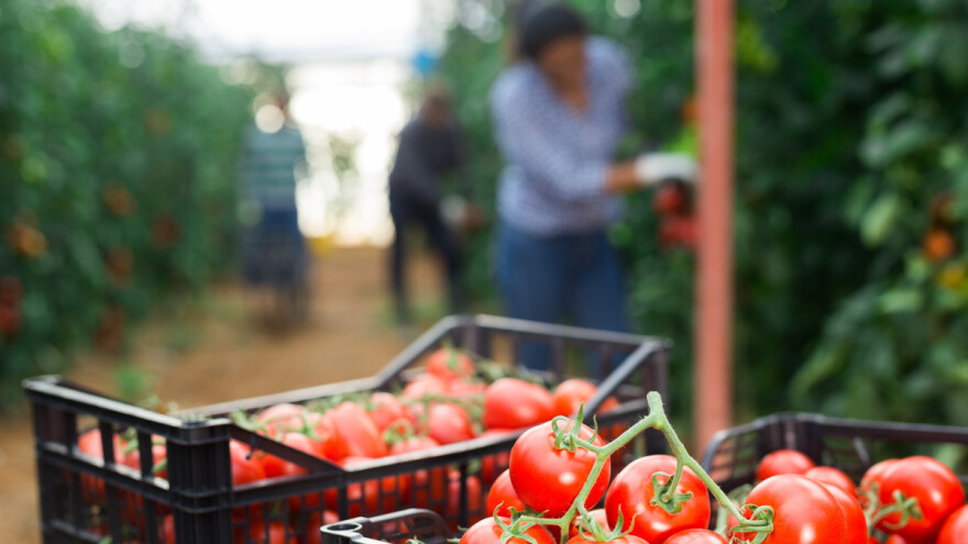Zbog sve većih troškova proizvođači paradajza prelaze na isplativije kulture?