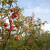 Smanjena prognoza europskog uroda jabuke, a troškovi rastu