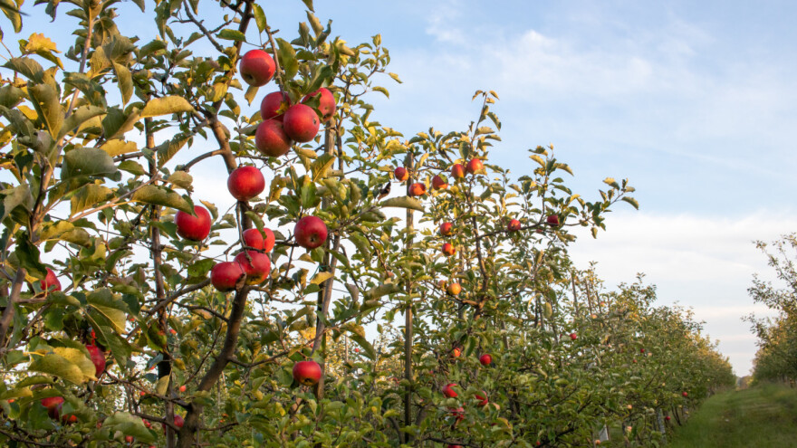 Smanjena prognoza evropskog uroda jabuke, a troškovi rastu