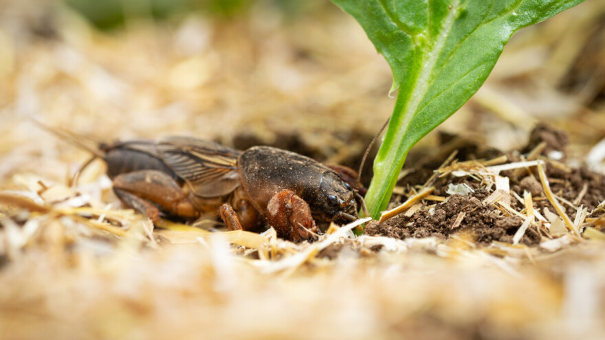 Evo 5 načina kako  da sprečite pojavu rovca