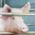 Rapidno pada broj svinja u Danskoj - najviše jedne kategorije