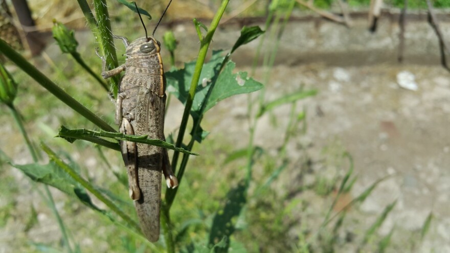 Milijuni skakavaca pustoše Sardiniju - nema hrane za stoku
