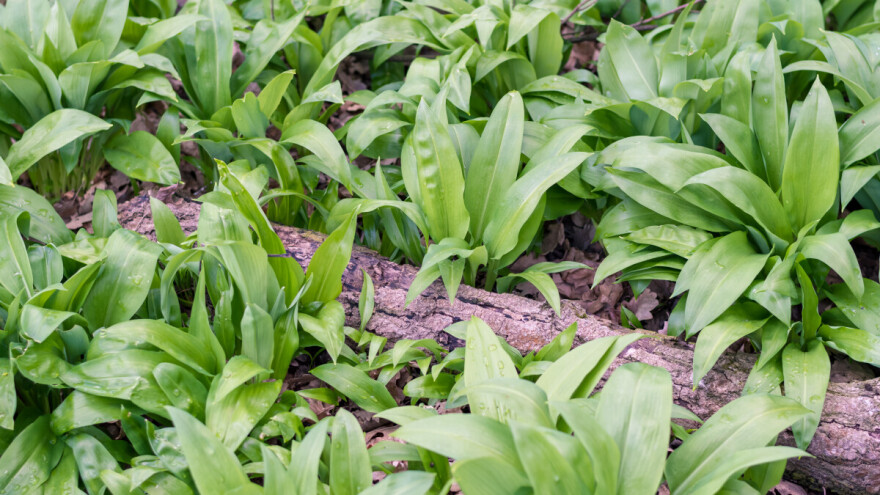 Evo pet načina kako koristiti sremuš