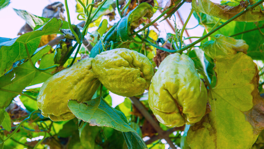 Da li ste čuli za čajotu? Evo 7 koraka za uspešan uzgoj