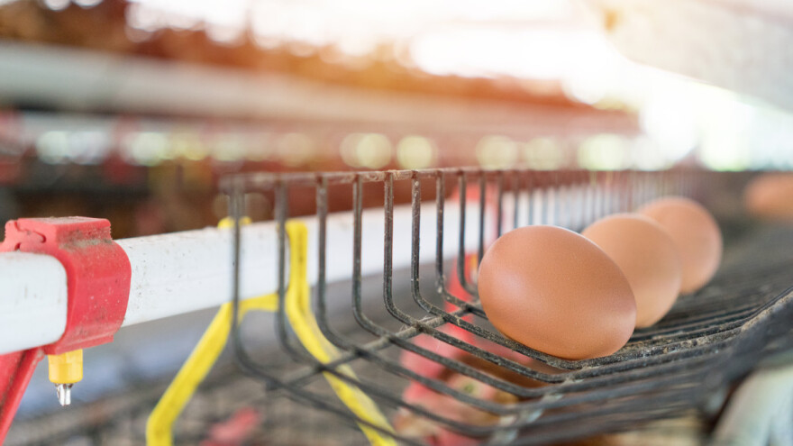 Zabranjuju kaveznu proizvodnju jaja do 2035. godine - Danska prednjači u poljoprivredi?