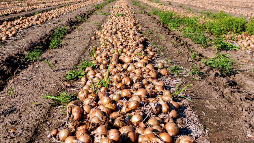 Najvećih 10 proizvođača luka u Hrvatskoj