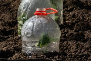 10 praktičnih ideja za upotrebu plastičnih boca u bašti