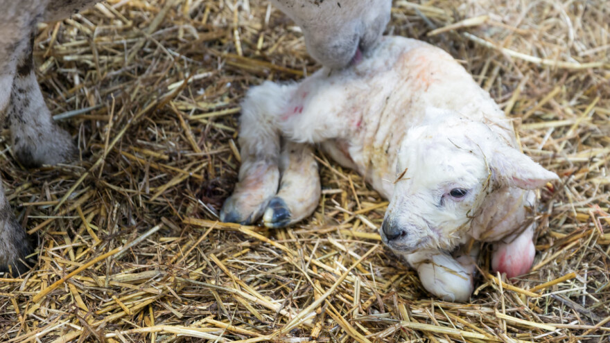 Jagnje sa šest nogu - razlog može biti Šmalenberg virus