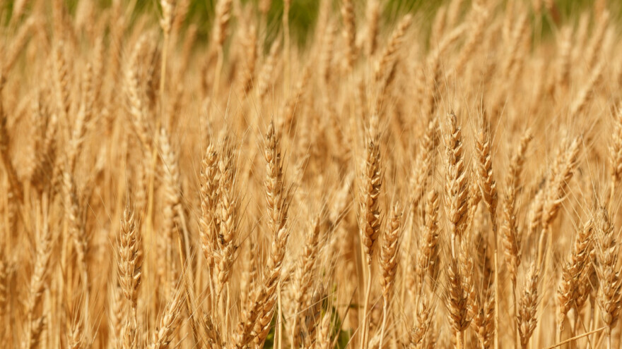 Pšenica u Rumunjskoj podbacila, Egipat kupuje rusku, Indija ju ne planira uvoziti
